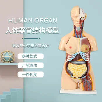 Človeške Anatomije Model Organ Snemljiv Medicinske Poučevanje Človeške Kosti Organ Model Študent Izobraževanja Učbenik