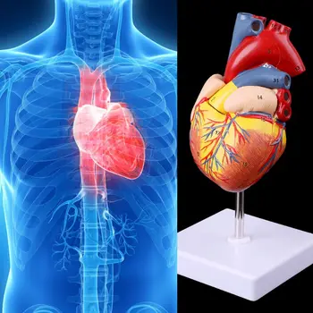 Razstavljeno Anatomski Človeško Srce Model Anatomijo Medicinske Učni Pripomoček